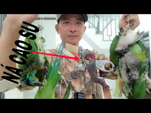Video NÁ CAO SU / CÁCH BẮN NÁ Săn Loài Chim Đặc Sản CU RỐC... - youtube