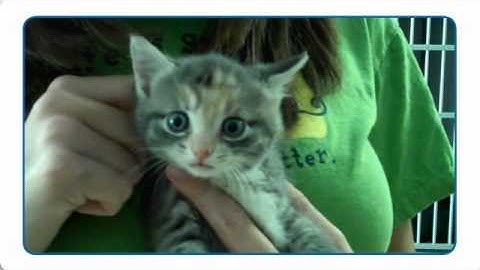 MHAA Pepsi Refresh Project Ad