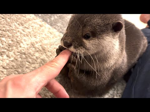 ??????? ????????????????????? Otter licking finger