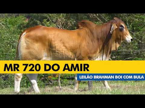 LOTE 8 - AMIS 720