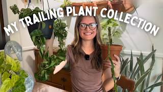 My Top Hanging Trailing Plants How To Hang Them