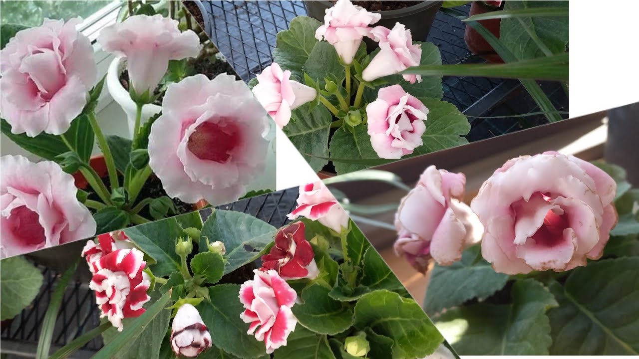 REX BEGONYA BARDAK MENEKSE SERA CEKIMI