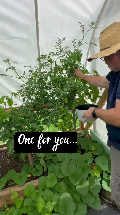 how-to-pick-cherry-tomatoes-according-to-pawpaw-youtube