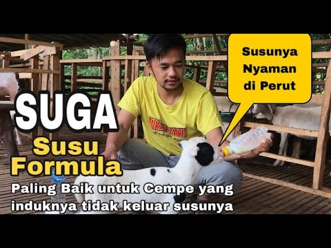 Cara Merawat Cempe yang Induknya Tidak Keluar Air Susunya Sama Sekali ala CIPTA VISI Farm