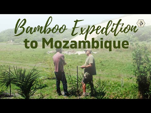 Bamboo farm visit and assessment in Mozambique