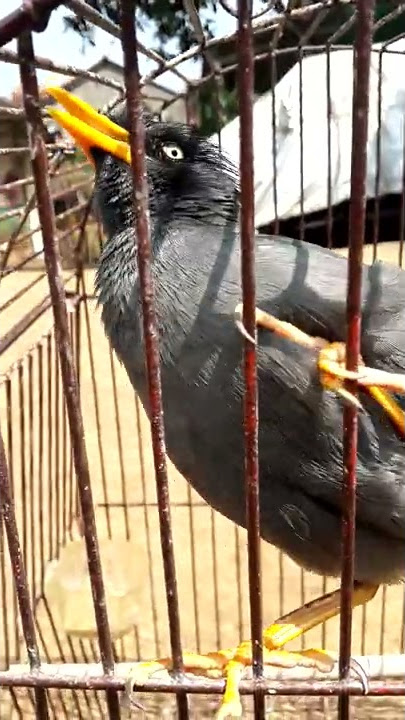jalak kebo rajanya jalak kebo full ngomong