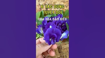 6 tác dụng tuyệt vời của hoa đậu biếc! #sứckhỏetựnhiên #lamdep #chamsocsuckhoe #videoviral