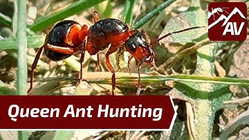 QUEEN ANT HUNTING - How to catch a Camponotus Queen Ant!