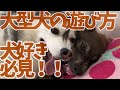 ハスキーにガウガウ遊びで負けた狼犬が八つ当たり！？