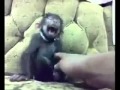 Funny monkey laughing by jessica vishali