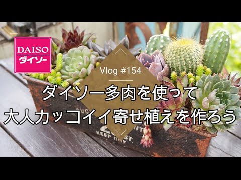 Vlog154 多肉植物 ダイソー多肉を使って大人カッコイイ寄せ植えを作ろう 多肉寄せ植え Daiso リメ缶 Youtube Vlog154 多肉植物 ダイソー多肉を使って大人カッコイイ寄せ植えを作ろう 多肉寄せ植え Daiso リメ缶 Youtube