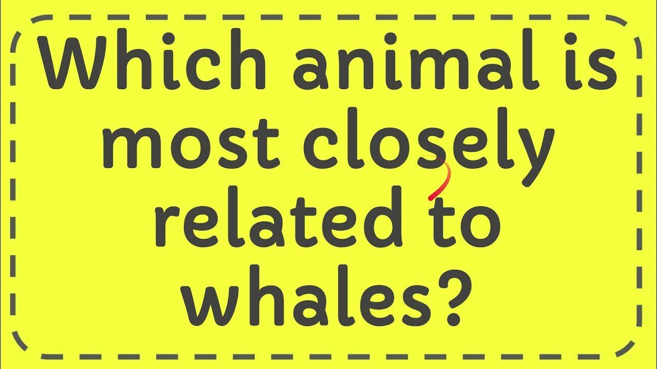 Which animal is most closely related to whales? YouTube