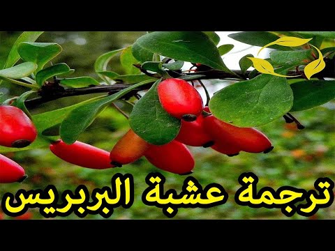 فيديو: البرباريس المشتركة