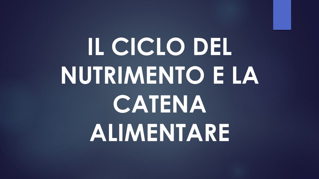 Ciclo del nutrimento e catena alimentare - YouTube