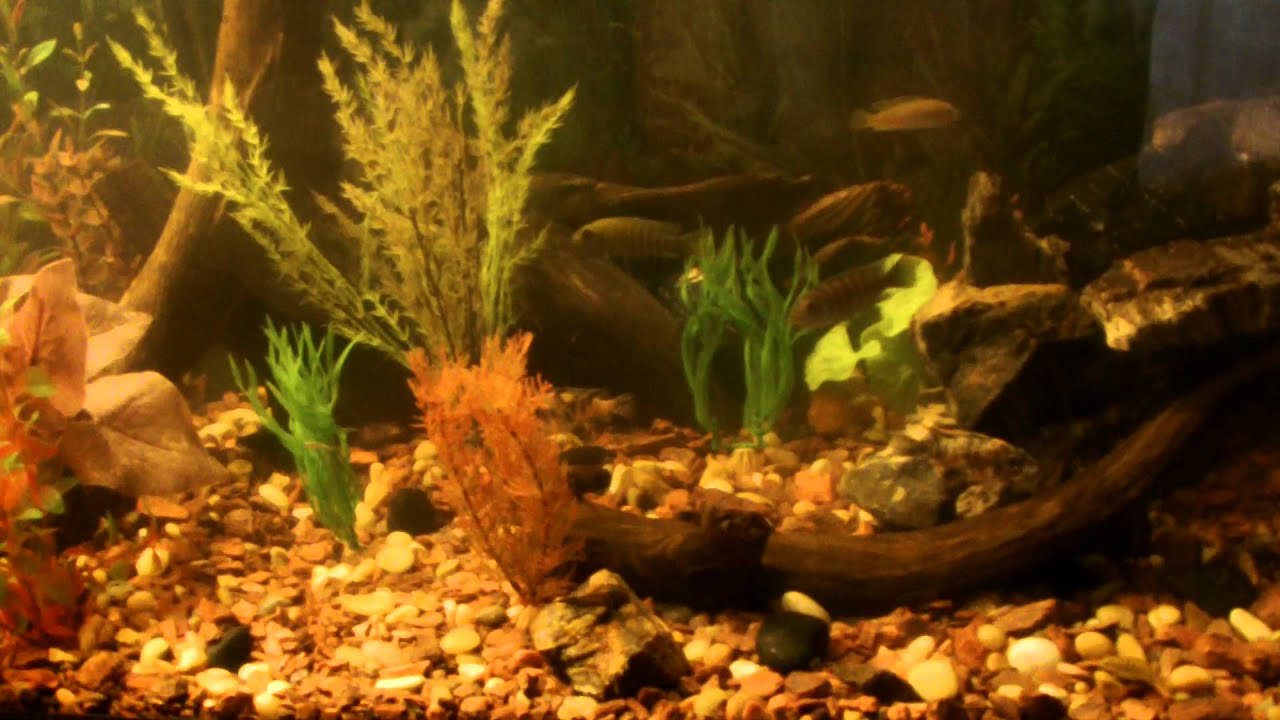 feeding cichlids guppies - YouTube