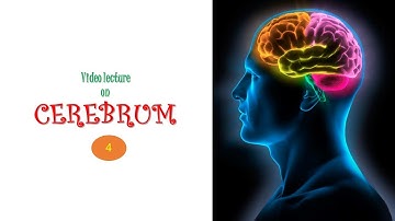 Cerebrum (Part 4). Prof. Dr. Md. Ashfaqur Rahman