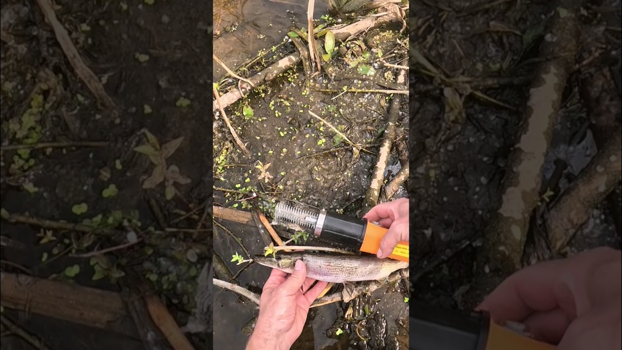 Электрическая Рыбочистка - ПРОСТО СУПЕР!!!