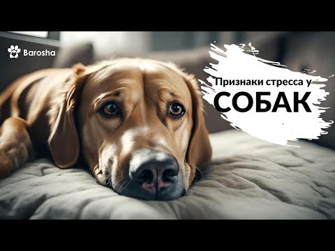 🌟🌟🌟 Признаки стресса у СОБАК