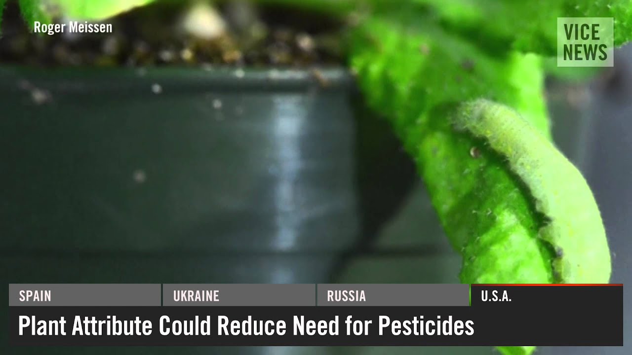 VICE News Daily: Beyond The Headlines - July, 10 2014