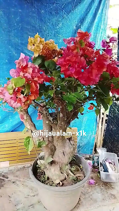 supaya tanaman Bougenville selalu berbunga lebat #bonsai #tips #tanamahias