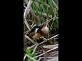 Least Bittern