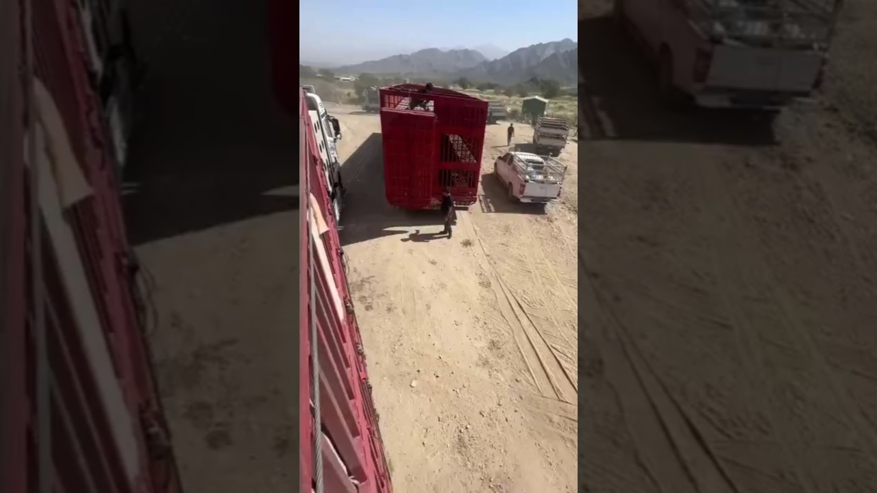 Transferring 1000 Sheep by Truck