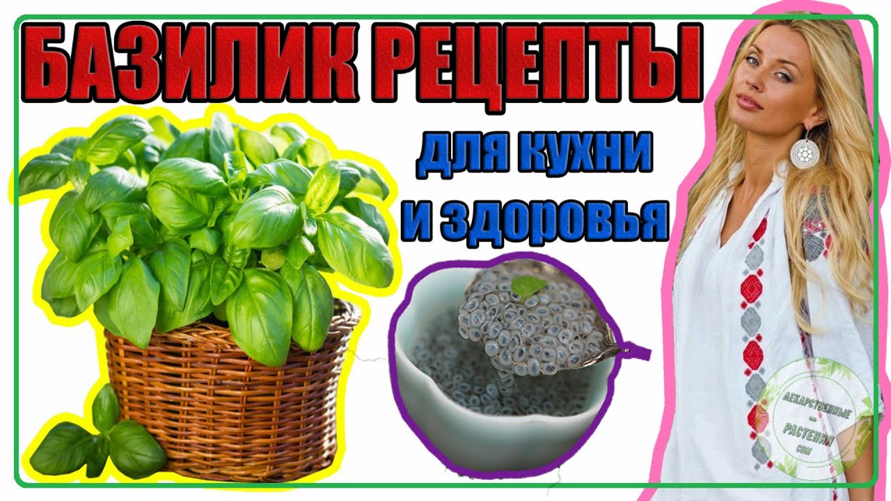 БАЗИЛИК рецепты для кухни и здоровья | Базилик в народной медицине + БОНУС (рецепт соуса Песто)