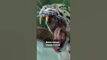 Как мяукает современный саблезубый кот🐱 Дымчатый леопард