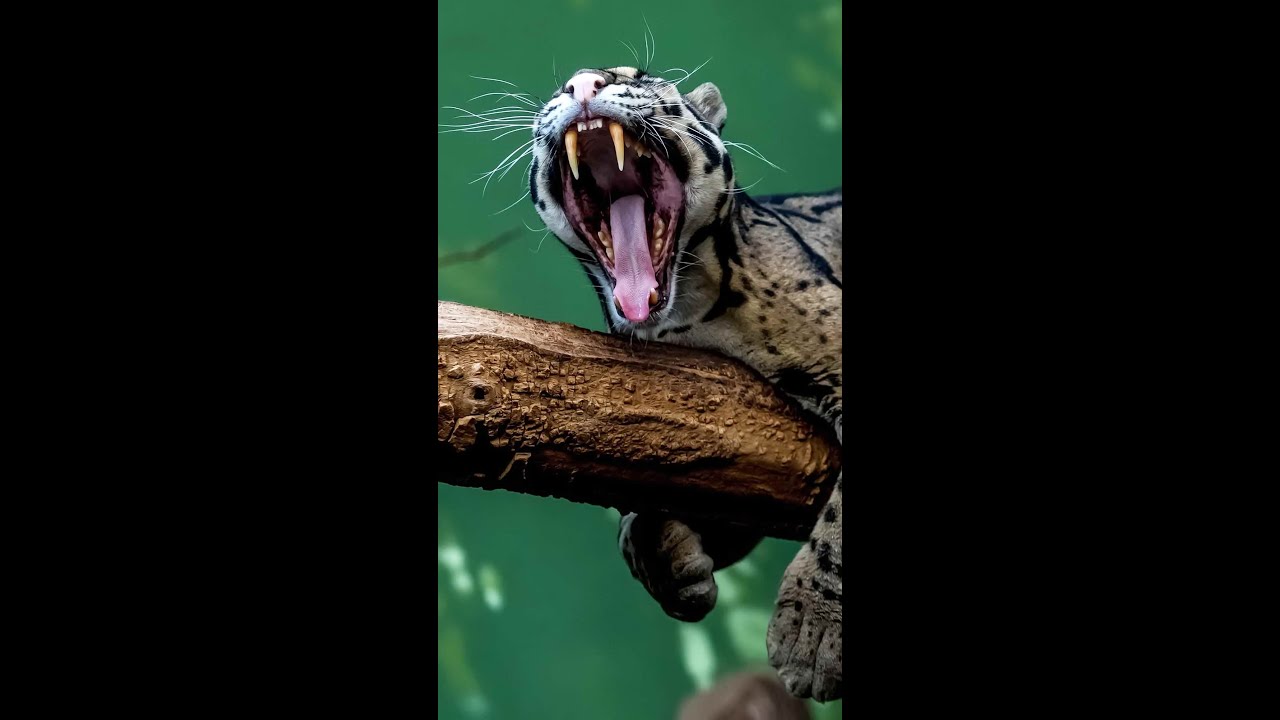 Как мяукает современный саблезубый кот🐱 Дымчатый леопард