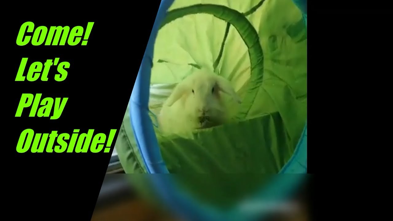 Children Playing with Rabbit - Is Bunny as Pet Good for Children?