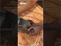 Wood Router Machine Review — Pros, Cons & Performance Test