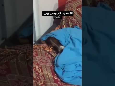 الكلب دا مش شغال     