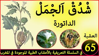 شدق الجمل الداتورة العشبة 65  من السلسلة التعريفية بالأعشاب الطبية الموجودة في المغرب