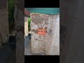 Короед - день1