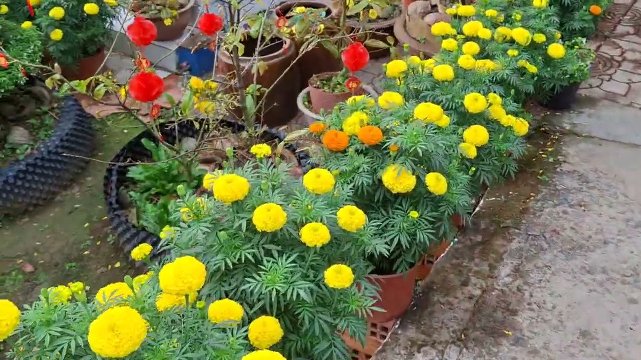 27 TẾT MIỀN TÂY