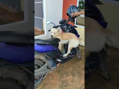 Anjing Pintar, Bisa Naik Motor🤣🐕 #shortvideo #viral #doglover @MasWardoyo23