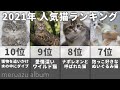 【2021年】人気の猫種ランキングTOP10！それぞれの猫の性格や特徴とは？