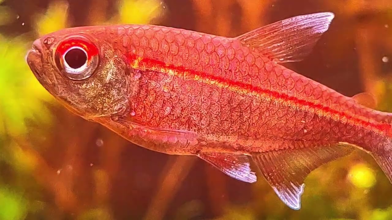 Dive into the Vibrant World of Watermelon Tetras! #fish4u” - YouTube