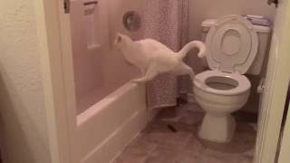 Cat Attempts To Poop In Toilet and Fails