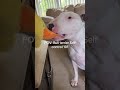 Bull terrier vs duck😁 #bullterrier #dogs #stuffedanimals #humor #funnydog #dogmom