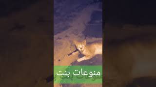 قطة أليفة