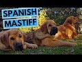 Spanish Mastiff Dog Breed - Facts and Information の動画、YouTube動画。