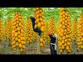The dwarf family harvests papayas and tangerines to sell - Primitive life, survival in the forest