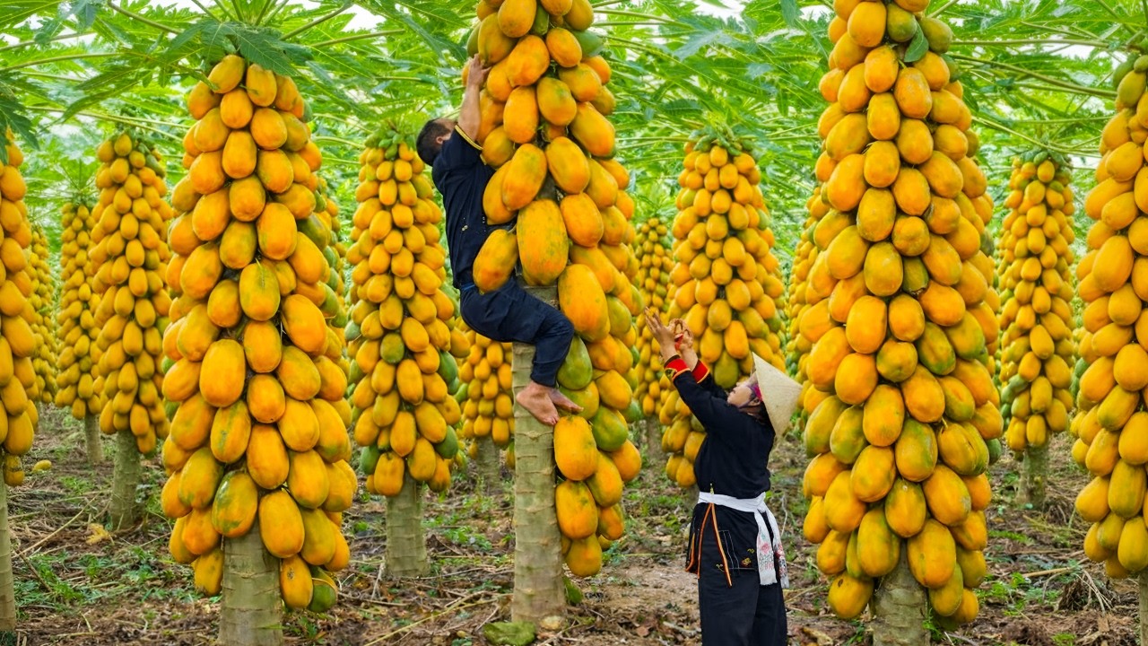 The dwarf family harvests papayas and tangerines to sell - Primitive life, survival in the forest