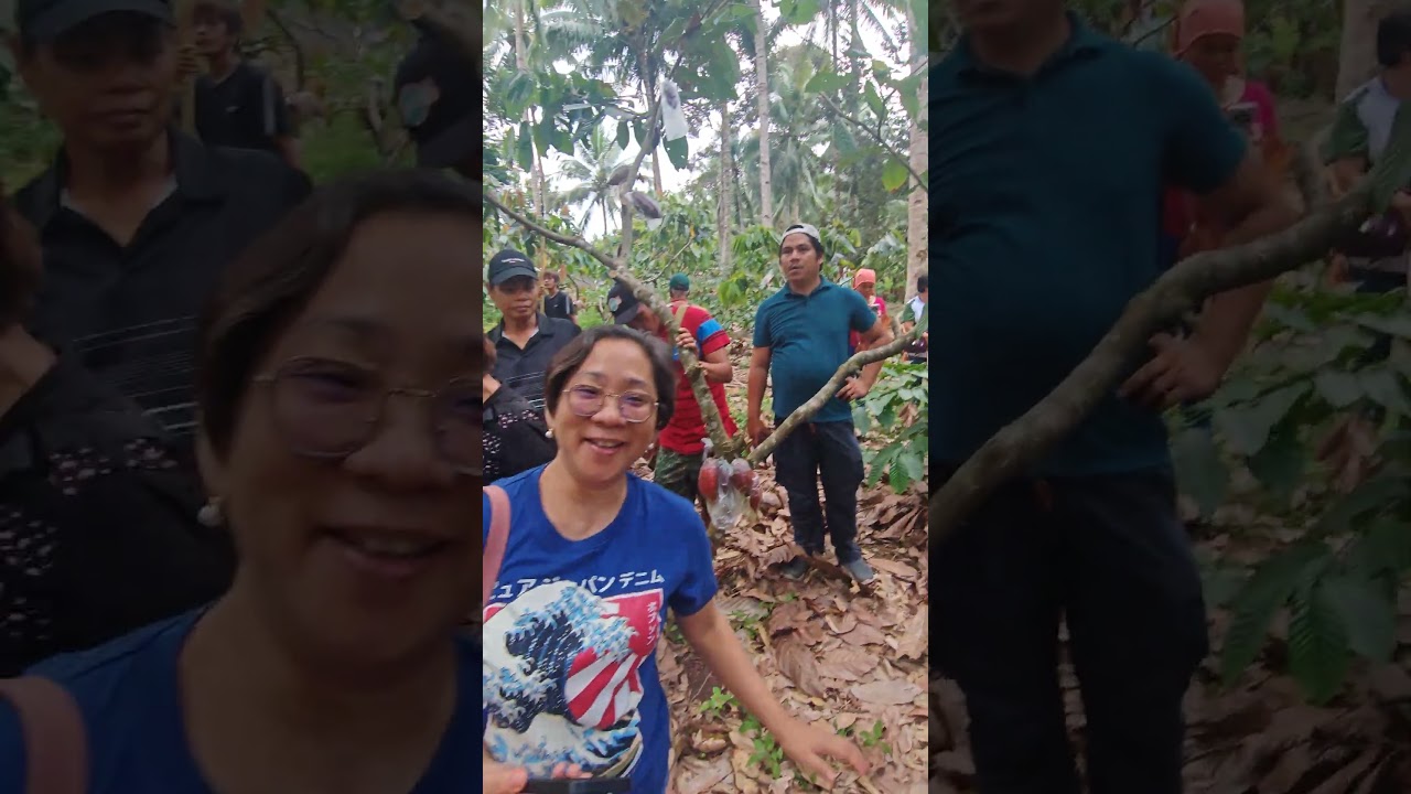 when to pod sleeve cacao?