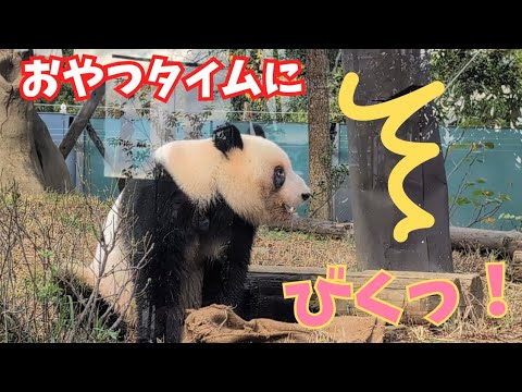 シャオシャオレイレイ🩷11/16おやつの時間にちょっとビックリレイ