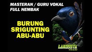 MASTERAN / GURU VOKAL SUARA BURUNG SRIGUNTING ABU-ABU