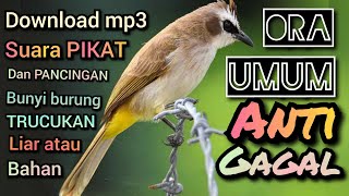 download mp3 suara pikat trucukan terbaru anti gagal