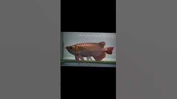 Pom cá rồng , cá rồng huyết long #arowanafish #arowana #arowanasuperred #fish #carong #carongdep