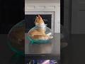 Cats flexibility funny moments 😂 that shocks😯everyone.